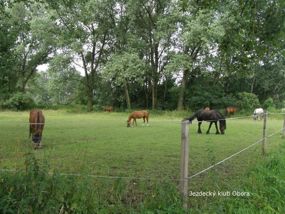 Homestay Poděbrady المظهر الخارجي الصورة